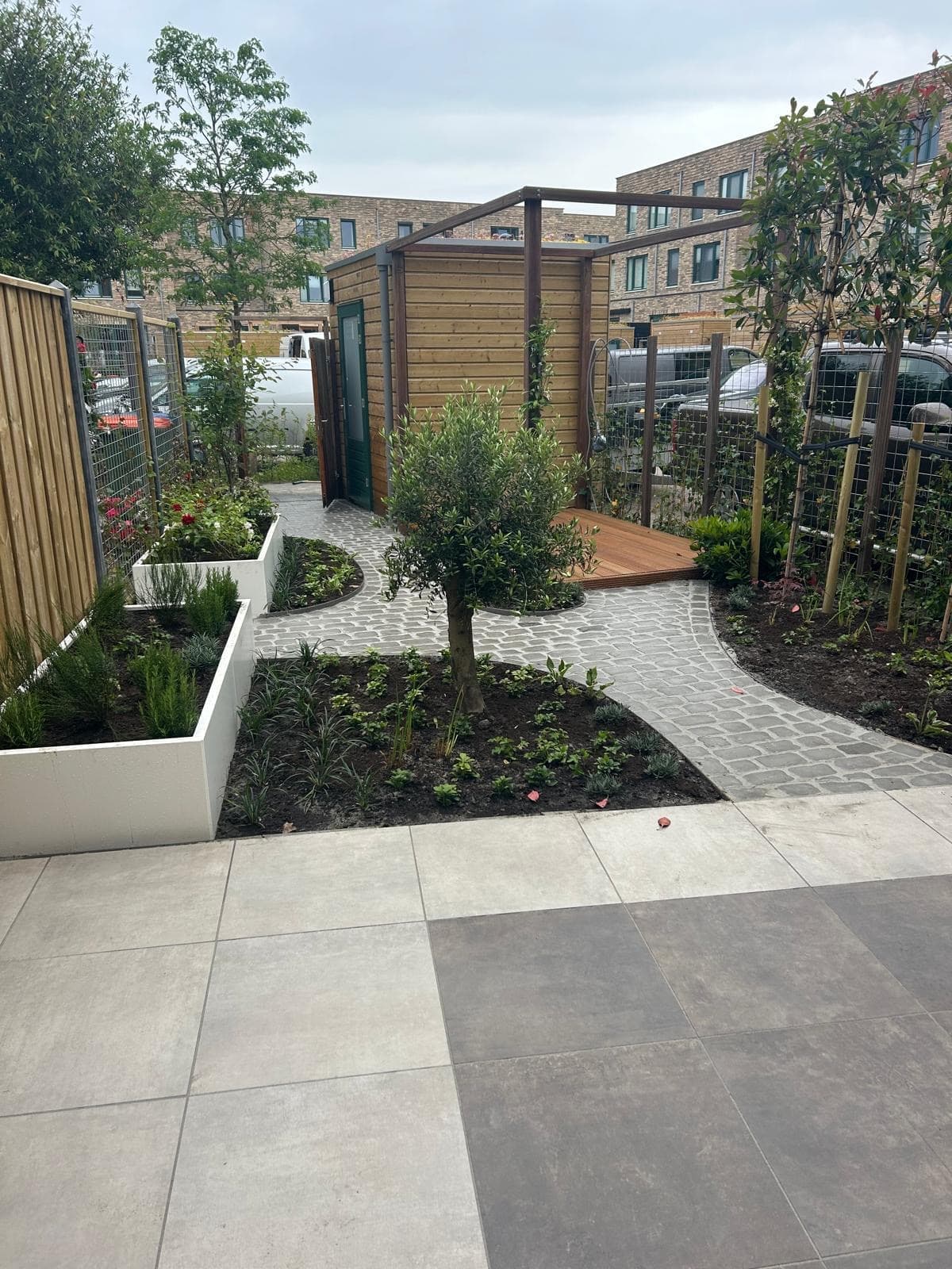 Newly landscaped garden with olive tree and cobblestone path